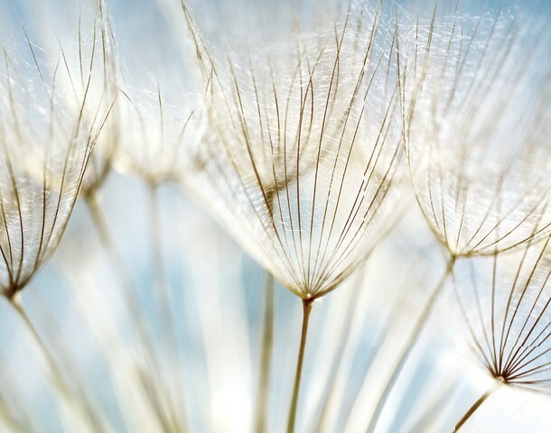 Blue abstract dandelion flower background